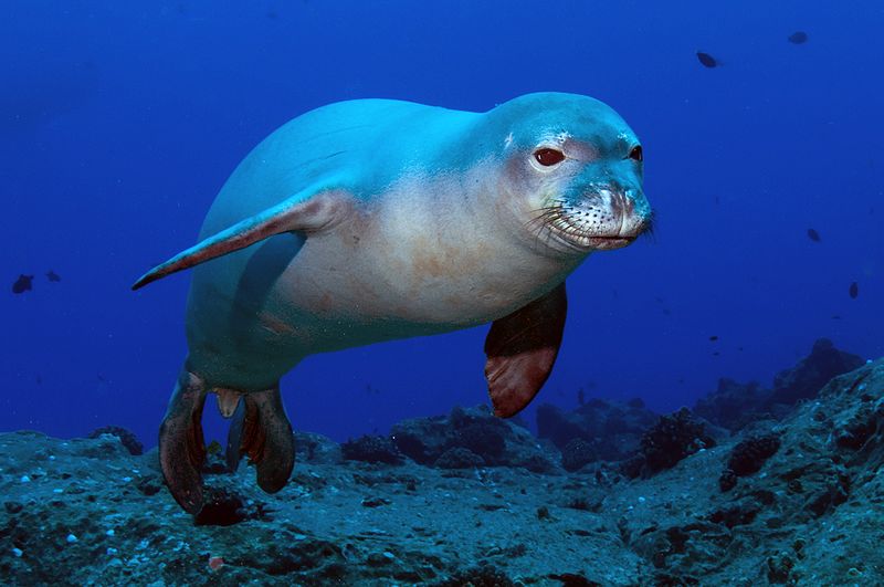 Hawaiian Monk seal (Monachus schauinslandi) © N3kt0n/Kent Backman