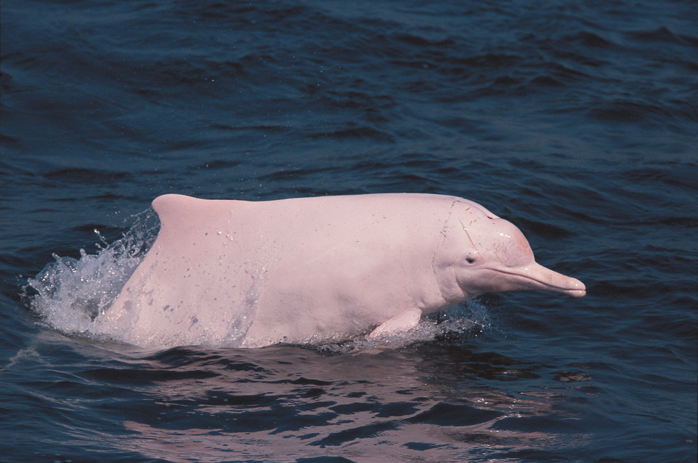 Delfín blanco chino o delfín jorobado indopacífico (Sousa chinensis chinensis), foto de Samuel Hung