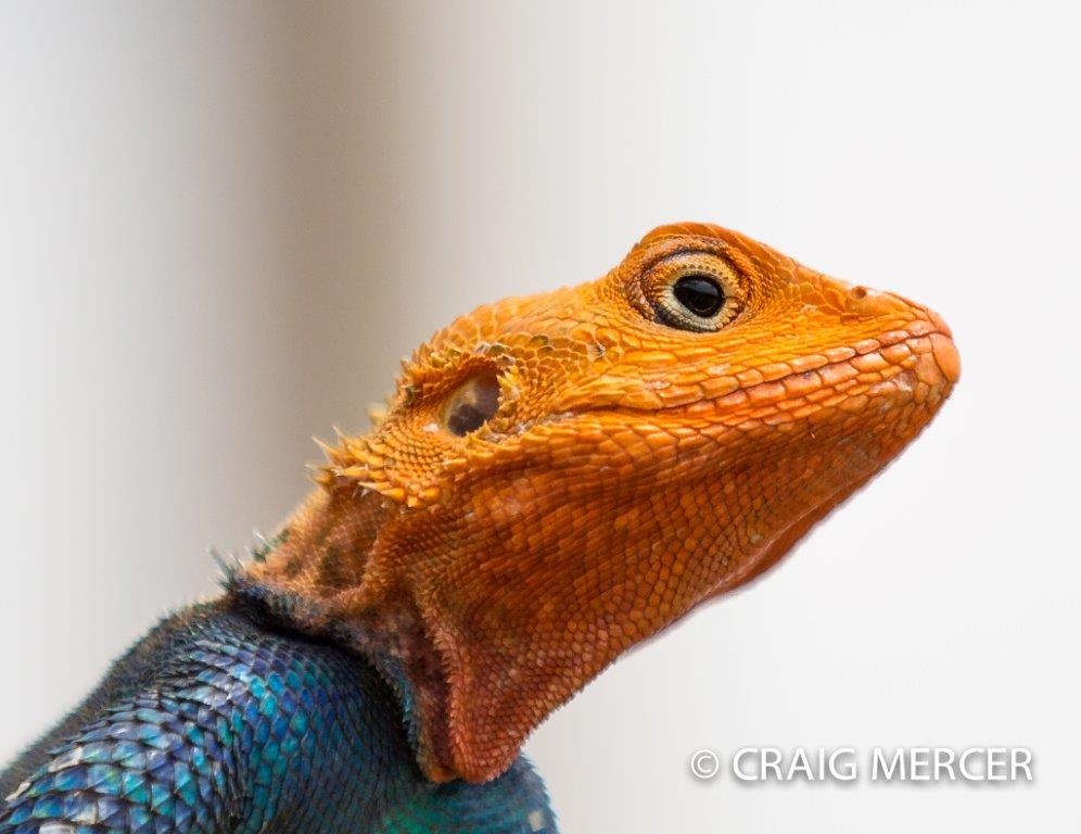 2013-05 Common Agama in Kenya by Craig Mercer