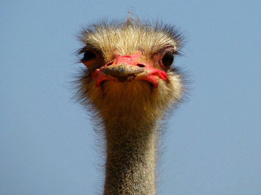 Ostrich, by Ana_Cotta