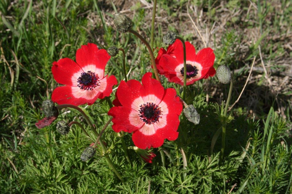 Crown Anemone (photo: Barbara Mearns)