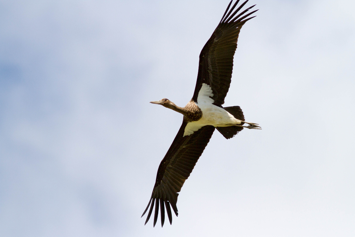 Black Stork (Ciconia nigra), by Peter Harris