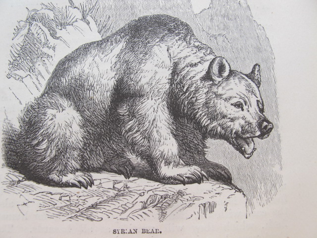 Syrian Bear, from Tristram, H.B. (1883). ‘The Natural History of the Bible’