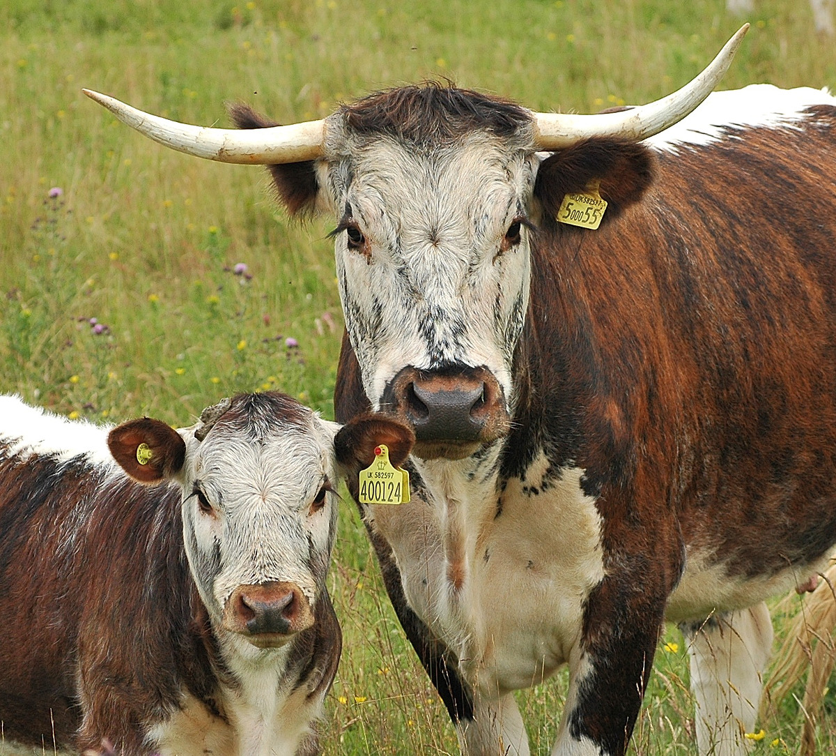 ‘Creation is God’s greatest evangelist.’ Longhorn cattle in Colvend, Scotland by Richard Mearns