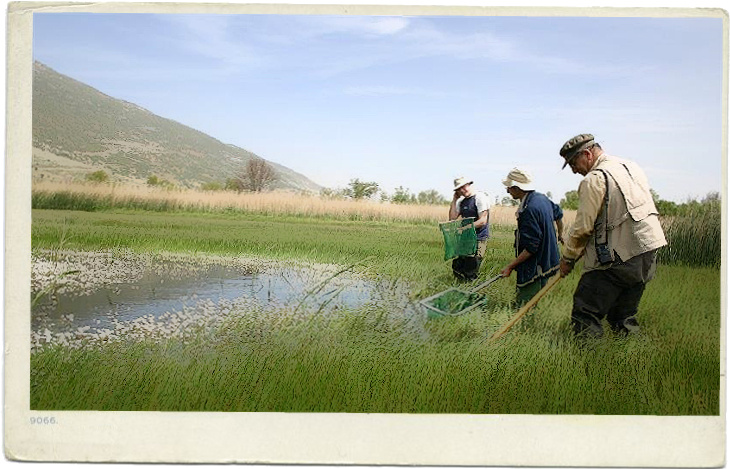 En la primavera de 2004 y de nuevo en 2005, un equipo de herpetólogos del Líbano, Francia y Reino Unido estudió ranas en 76 puntos del Líbano y encontró cinco especies, incluido el sapo de espuelas oriental, el primer registro realizado en el país