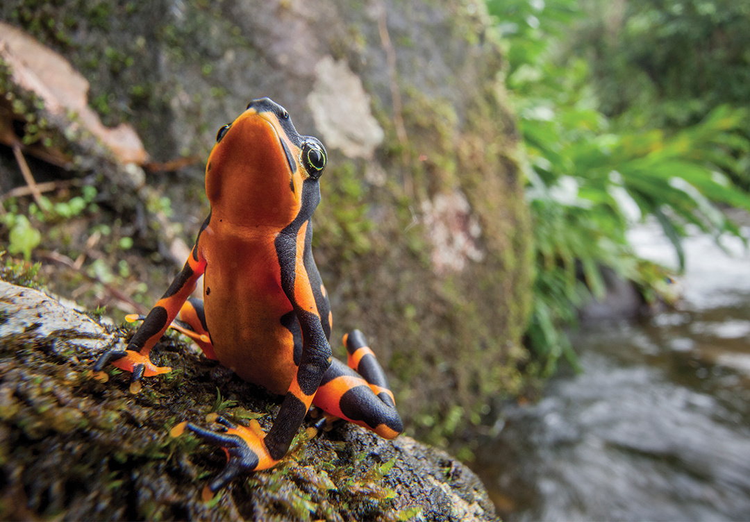 Costa Rican Variable Harlequin Toad, Atelopus varius (photo by Robin Moore)