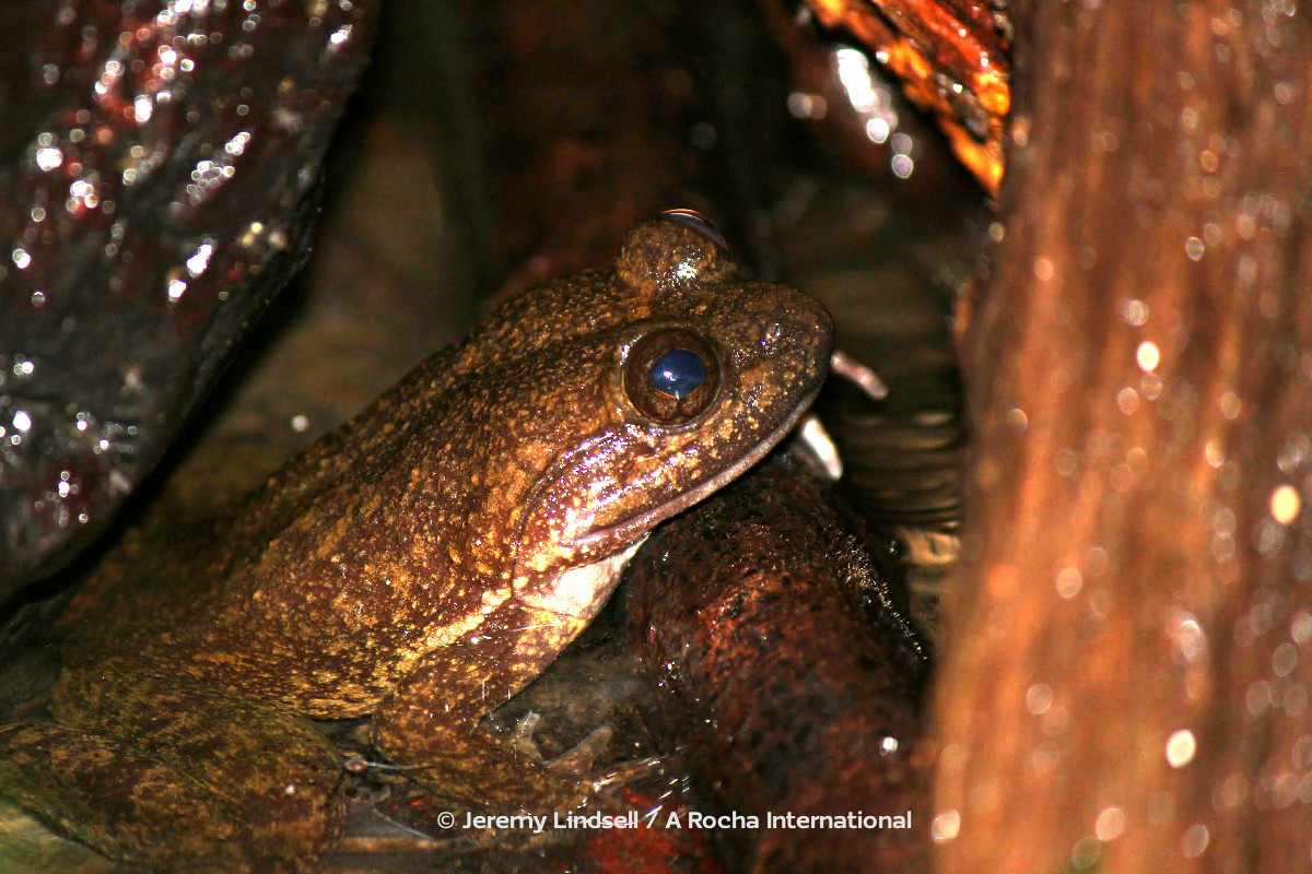 Togo Slippery Frog Conraua derooi, eine vom Aussterben bedrohte Art aus dem Atewa Wald in Ghana. © Foto von Dr.  Jeremy Lindsell  / A Rocha International.