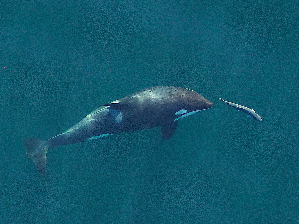 Orca (Orcinus orca) do bando residente do sul do Mar de Salish caçando um salmão-rei (Oncorhynchus tshawytscha) – foto tirada por John Durban / NOAA