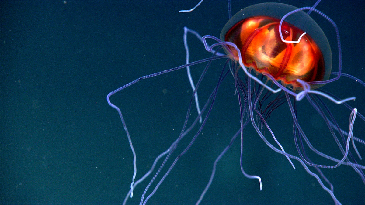 A hydromedusa, possibly Crossota sp. • Location: 3,900 metres deep, on the west wall of Mona Canyon, Puerto Rico • photo credits: NOAA OKEANOS EXPLORER Program, NOAA • Licence: CC BY 2.0