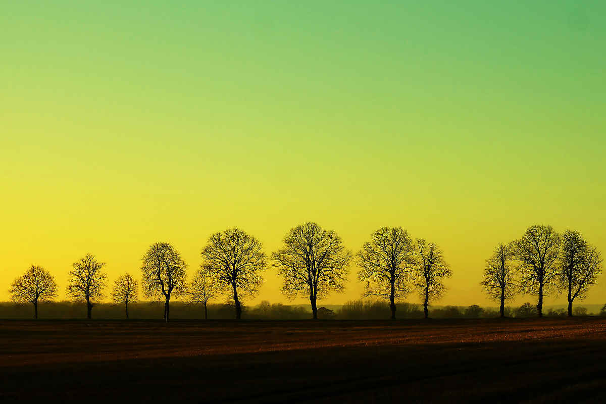 Twelve trees at sundown, by Andreas Klodt (CC BY-NC-SA)